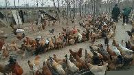 辣椒养鸡分享